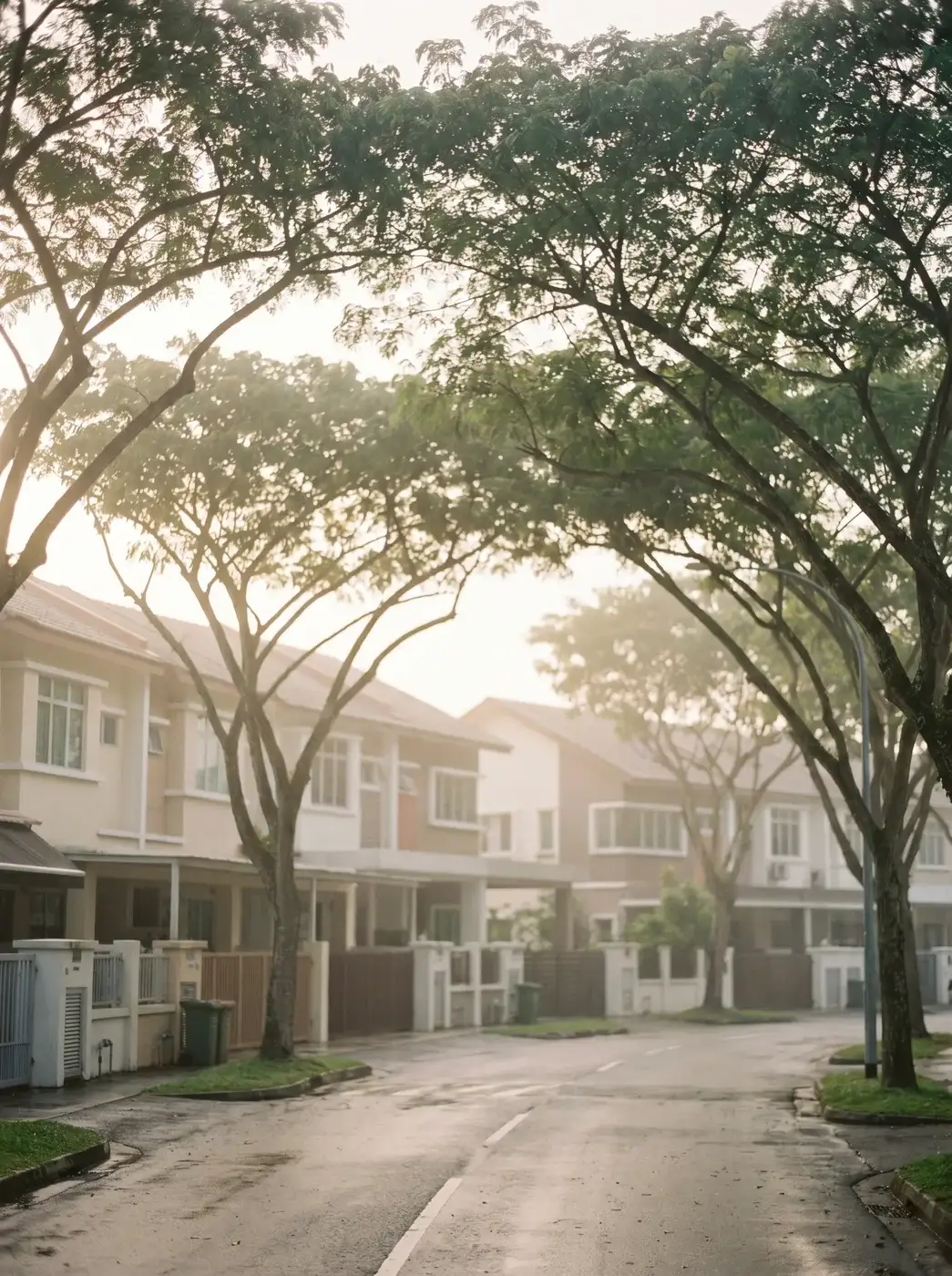A terrace street in the north-east at golden hour, rain trees arching over the wet road.
